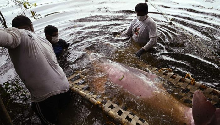 Menyelamatkan Lumba-lumba Pink Sungai Amazon dari Ancaman Punah