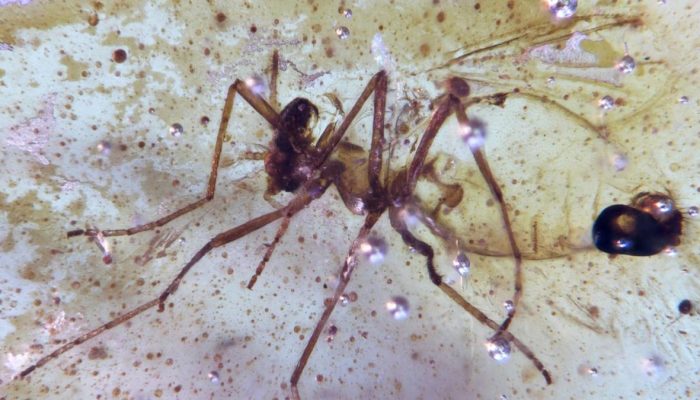 Temukan Serangga Berusia 112 Juta dalam Amber di Amazon