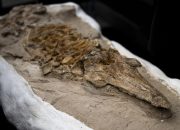 Fosil Paus Purba Berusia 12 Juta Tahun Ditemukan di Gurun Peru