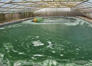 Terobosan Microalgae Semen Merah Putih untuk Atasi Emisi Karbon pada Pembangunan