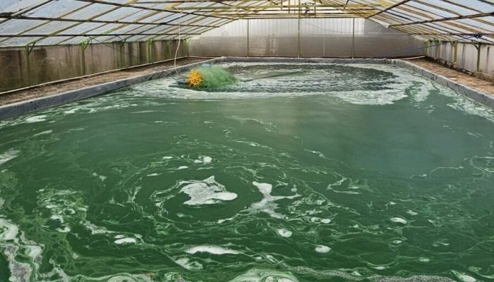 Terobosan Microalgae Semen Merah Putih untuk Atasi Emisi Karbon pada Pembangunan