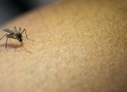 Tanda Kehancuran Bumi Terlihat Nyata, Nyamuk Muncul di Lokasi Ini