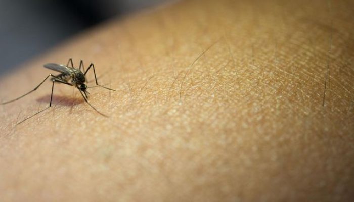 Tanda Kehancuran Bumi Terlihat Nyata, Nyamuk Muncul di Lokasi Ini