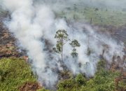 Klaim Menhut Karhutla 2025 Turun Menjadi 213985 Hektare