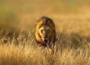 Studi Menemukan Satwa Liar Takut Manusia Lebih Dari Takut Singa