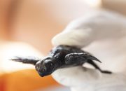 Cerita Warga Bintan Selamatkan Telur Penyu Dari Ancaman Kepunahan