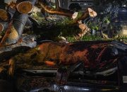Pohon Tumbang Timpa Mobil di Pondok Indah, Pengemudi Meninggal Dunia