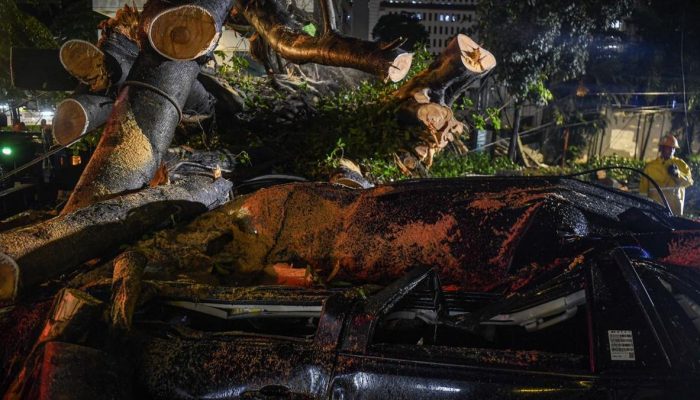 Pohon Tumbang Timpa Mobil di Pondok Indah, Pengemudi Meninggal Dunia