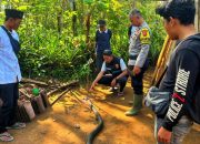 Racun King Kobra Akhiri Duel Sengit Abah Ocang di Sukabumi