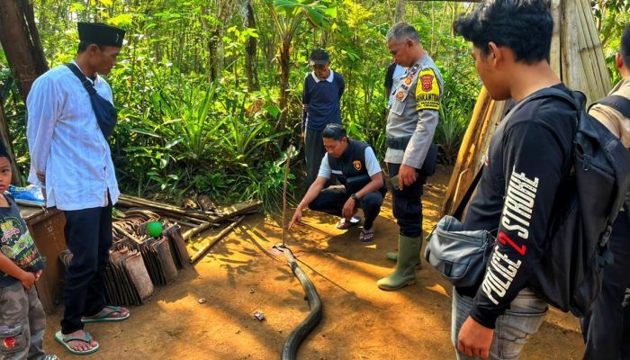 Racun King Kobra Akhiri Duel Sengit Abah Ocang di Sukabumi