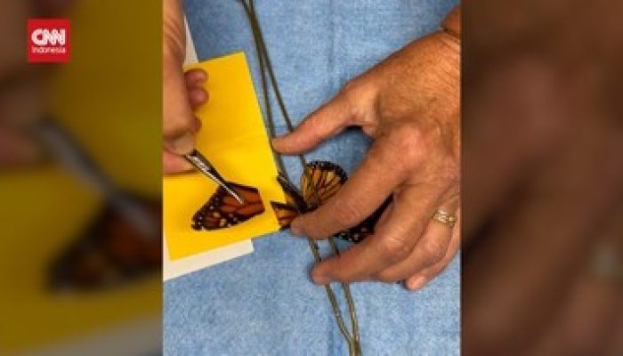 Operasi Sayap Patah Kupu-kupu untuk Mengembalikan Kemampuan Terbang