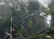 Pohon Tumbang Timbulkan Kecelakaan hingga Menewaskan Satu Orang di Jaksel