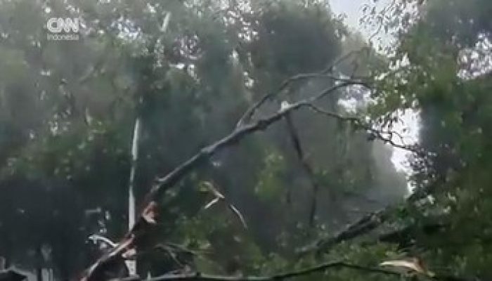 Pohon Tumbang Timbulkan Kecelakaan hingga Menewaskan Satu Orang di Jaksel