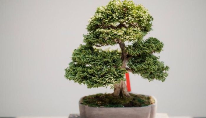 9 Tanaman Hias yang Membawa Hoki Berdasarkan Feng Shui di Rumah