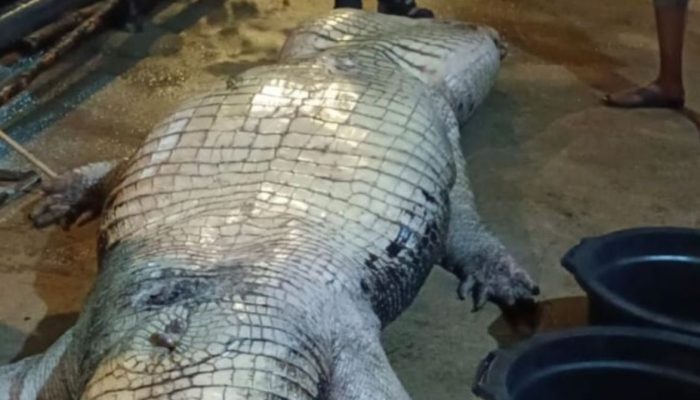 Perut Berisi Karung Goni Pisau dan Televisi