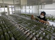 Laboratorium Pembibitan Anggrek di Lebak Bulus yang Patut Diketahui