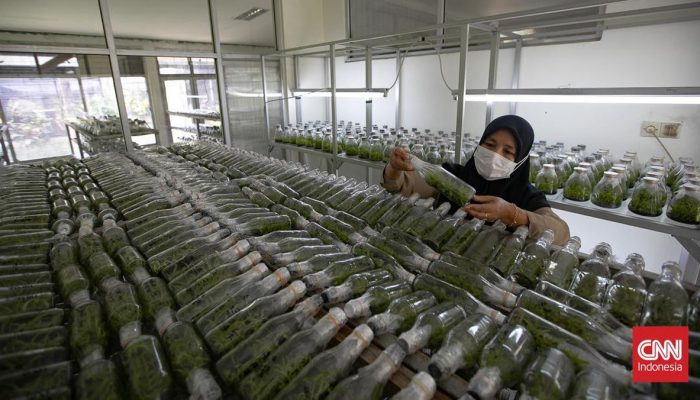 Laboratorium Pembibitan Anggrek di Lebak Bulus yang Patut Diketahui