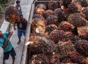 Laba Kuartal III PalmCo Melonjak 84 Persen Menjadi Rp3,48 Triliun