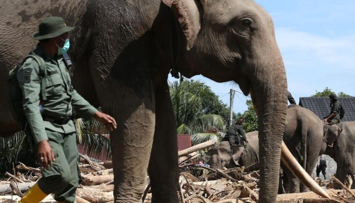 Revitalisasi RS Gajah di Sumatra Kerjasama Kemenhut dengan India