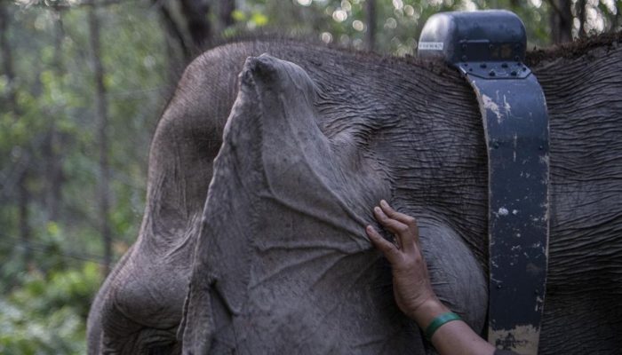 Cegah Kematian Gajah Sumatera akibat Virus dengan Kerja Sama Dokter India