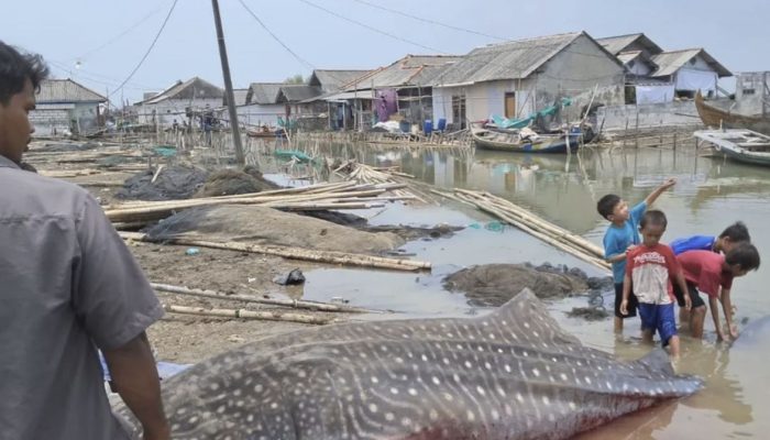 Hiu Tutul Terjebak di Pantai Purworejo dengan Panjang 4 Meter dan Berat 1 Ton