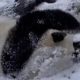 Panda Lucu Berguling di Salju Menikmati Musim Dingin