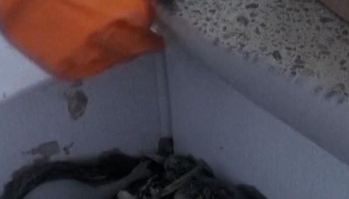 Tangki Minyak Ukraina Bocor Akibat Serangan Rusia, Puluhan Burung Terdampak