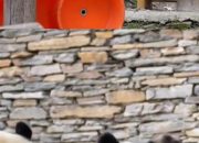 Induk Panda Mencegah Perkelahian Antara Dua Bayi Kembarnya yang Menggemaskan