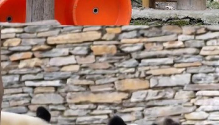 Induk Panda Mencegah Perkelahian Antara Dua Bayi Kembarnya yang Menggemaskan