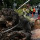 82 Pohon Tumbang di DIY Akibat Cuaca Ekstrem Beberapa Rumah Terpengaruh