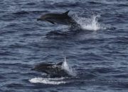 Habitat Paus dan Lumba-lumba di Sumatra di Wilayah Non Lindung