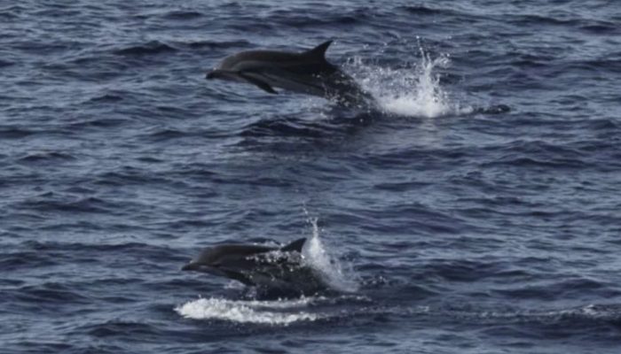 Habitat Paus dan Lumba-lumba di Sumatra di Wilayah Non Lindung