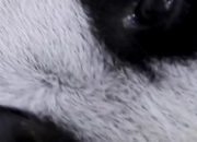 Anak Panda Raksasa Satrio Lahir di Taman Safari Indonesia