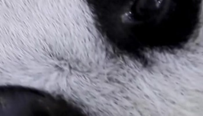 Anak Panda Raksasa Satrio Lahir di Taman Safari Indonesia