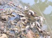 Kondisi Air Kali Cisadane Belum Aman, Gudang Kimia Tanpa Izin Lingkungan