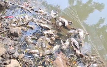 Kondisi Air Kali Cisadane Belum Aman, Gudang Kimia Tanpa Izin Lingkungan