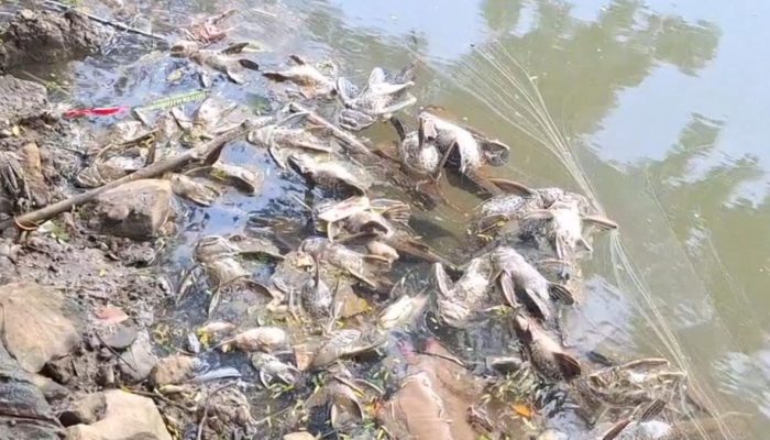 Kondisi Air Kali Cisadane Belum Aman, Gudang Kimia Tanpa Izin Lingkungan