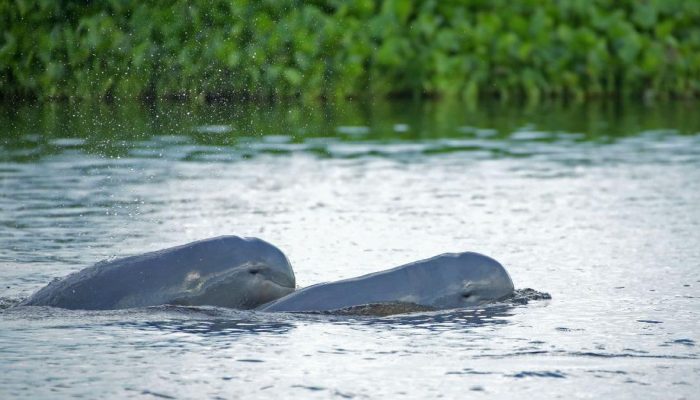 Pesut Mahakam Tersisa 66 Ekor, KLH Rencanakan Penyelamatan Darurat
