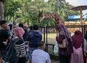 Kebun Binatang Surabaya Masih Buka Setelah Digeledah Kejati Jatim